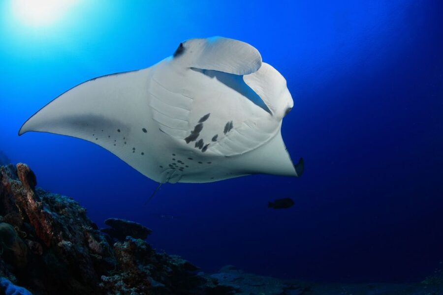 Big Island: Snorkel with Manta Rays - Manta Guarantee - How to prepare for a smoother evening