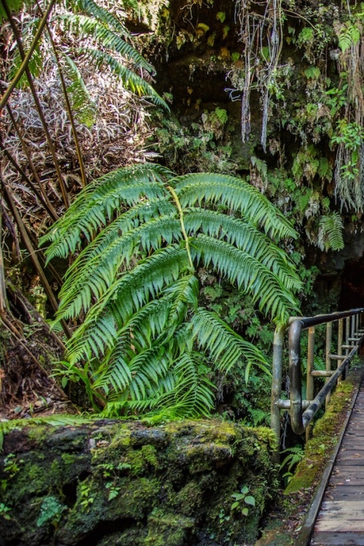 Big Island: Volcanoes, Waterfalls, & Coffee Farm Day-Trip - Punalu’u Bake Shop and black sand