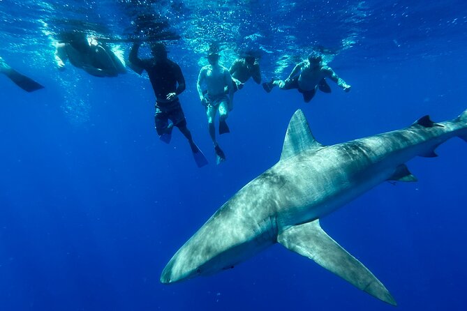 Cage-Free Shark Swim from Oahu - Leaving Haleiwa Harbor for the North Shore