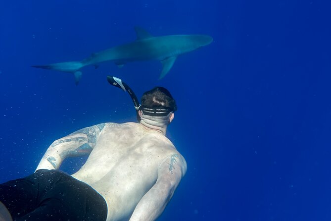 Cage-Free Shark Swim from Oahu - Why the small group makes a difference