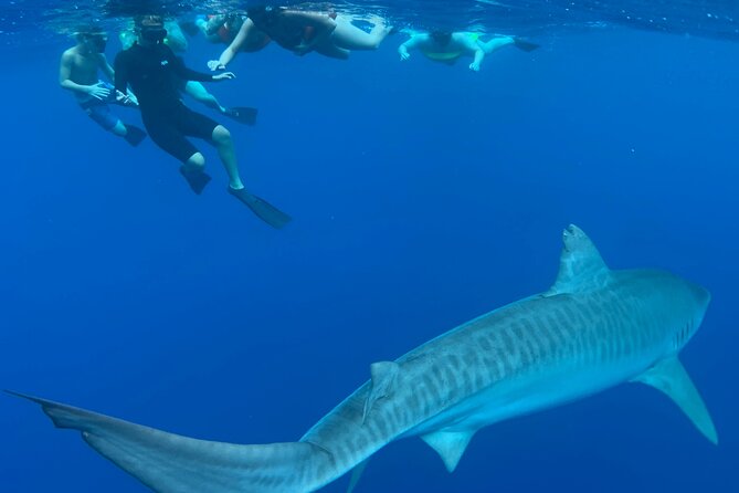Cage-Free Shark Swim from Oahu - Photos and videos without carrying a camera