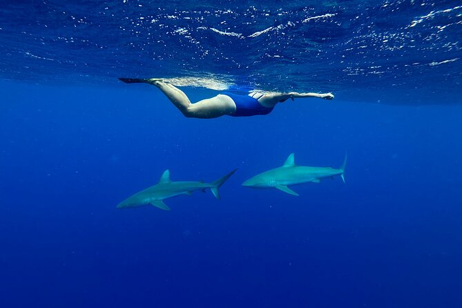 Cage-Free Shark Swim from Oahu - What the $135 price really covers