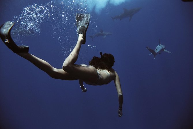 Cage-Free Shark Swim from Oahu - Who will enjoy this shark swim most