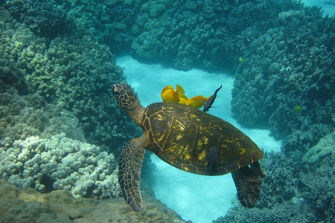 Captain Cook Snorkel Tour with Sea Caves and Lava Tubes - Dolphins and whales: a welcome bonus
