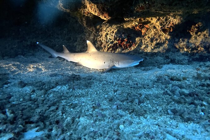 Certified Diver: 2-Tank Deep Wreck and Shallow Reef Dive Off Oahu - Surface interval and the move to shallow water