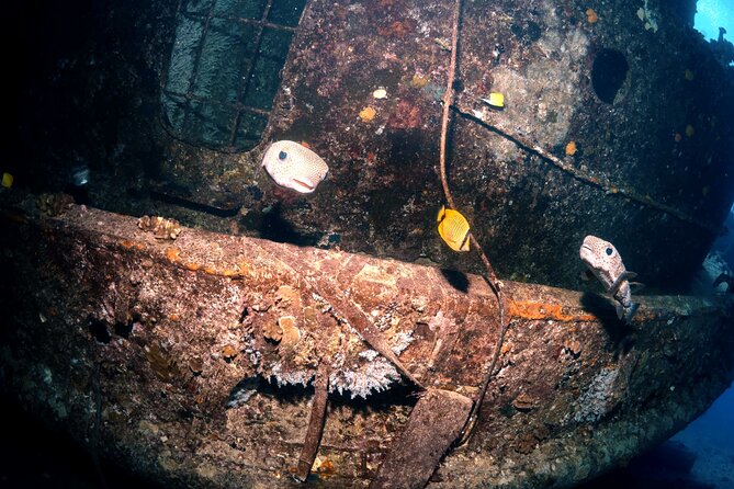 Certified Diver: 2-Tank Deep Wreck and Shallow Reef Dive Off Oahu - Stop two: the shallow reef near 50 feet