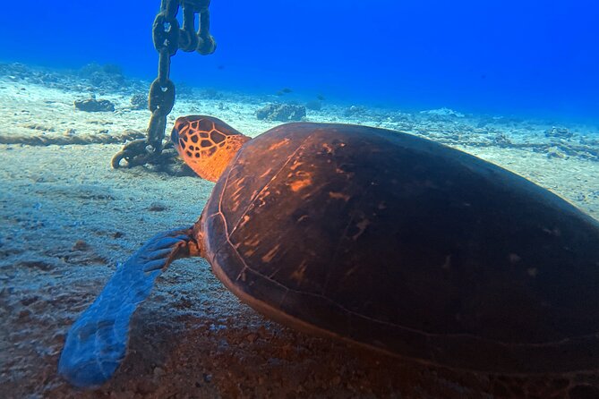 Certified Diver: 2-Tank Deep Wreck and Shallow Reef Dive Off Oahu - The crew and the feel of the boat