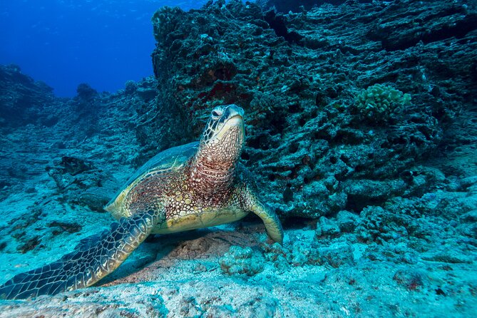 Certified Diver: 2-Tank Shallow Reef Dives off Oahu - What makes the 25 to 50 foot depth range useful