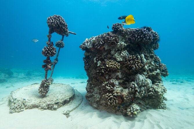 Certified Diver: 2-Tank Shallow Reef Dives off Oahu - Kaiser’s, Secrets, and the second tank session