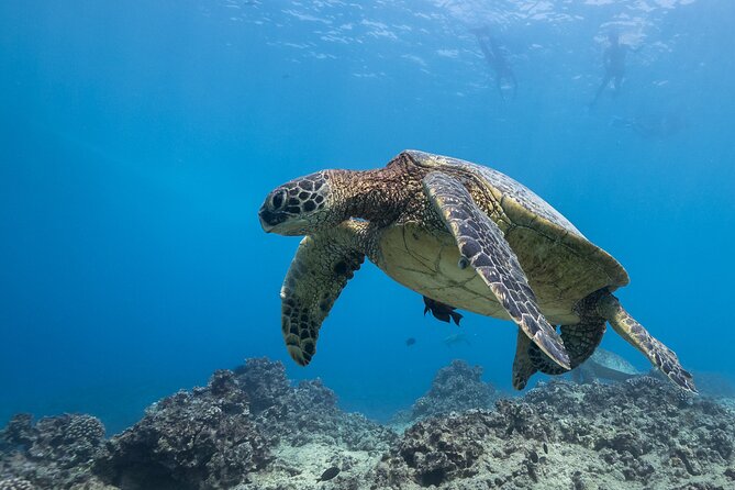 Certified Diver: 2-Tank Shallow Reef Dives off Oahu - What is included for the $141.10 price
