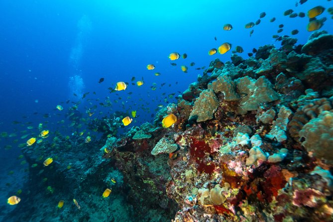 Certified Diver: 2-Tank Shallow Reef Dives off Oahu - Turtle Canyons and the reef wildlife