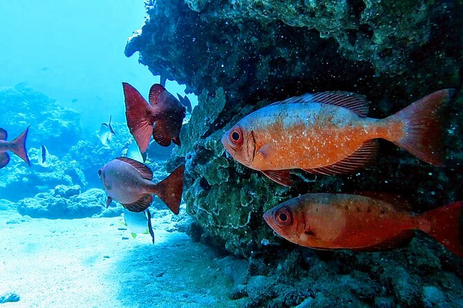 Clear Kayak Tour with Pontoons and Optional Snorkeling-Unlimited - How this compares with a larger boat snorkel trip