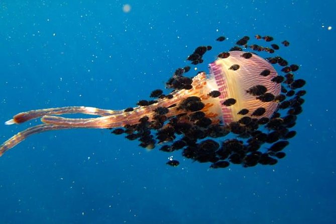 Deluxe Morning Snorkeling Adventure - Snacks, gear, and what you need to bring