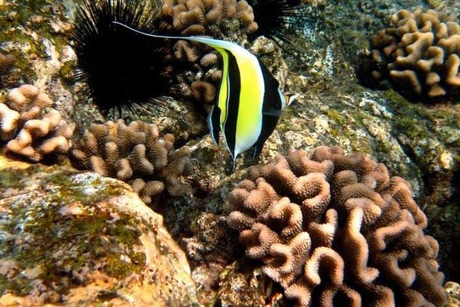 Deluxe Morning Snorkeling Adventure - How the timing and price work
