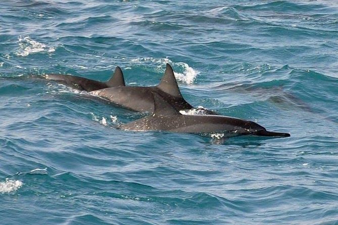 Deluxe Snorkel & Dolphin Watch Aboard a Luxury Catamaran from Kailua-Kona - Who will enjoy this Kona cruise most?