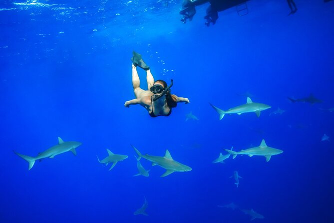Dive with Sharks in Hawaii: Shark Tour from Haleiwa - What makes this Haleiwa shark trip worth considering