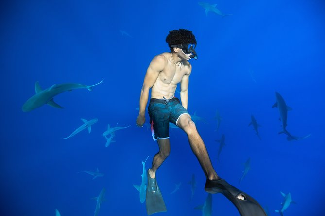 Dive with Sharks in Hawaii: Shark Tour from Haleiwa - Leaving Haleiwa Harbor for the open water