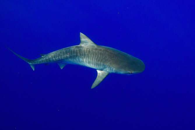 Dive with Sharks in Hawaii: Shark Tour from Haleiwa - Safety divers make a real difference