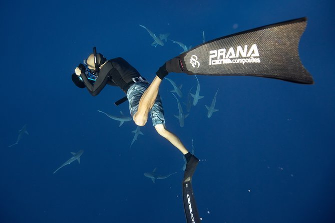 Dive with Sharks in Hawaii: Shark Tour from Haleiwa - Dolphins, turtles, and possible whales