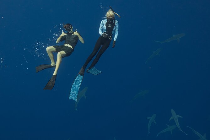Dive with Sharks in Hawaii: Shark Tour from Haleiwa - The two-hour timing and what it means