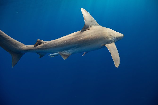 Dive with Sharks in Hawaii: Shark Tour from Haleiwa - The price and the extra cost of photos