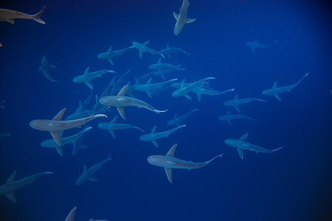 Dive with Sharks in Hawaii: Shark Tour from Haleiwa - Who should book this experience