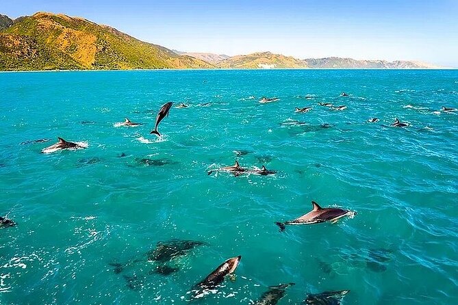 Dolphin, Sea Cave & Captain Cook Snorkel Combo in Kealakekua Bay - A Fast Ride to Kealakekua Bay
