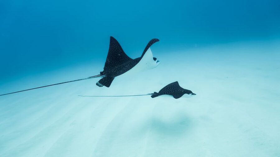 Dolphin Watch Snorkel and BBQ in Kona, Big Island - Finding Honokohau Marina without a last-minute scramble