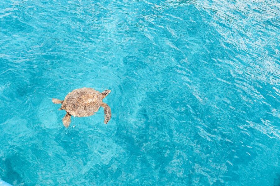 Dolphin Watch Snorkel and BBQ in Kona, Big Island - Sea turtles, reef fish, and the value of boat access