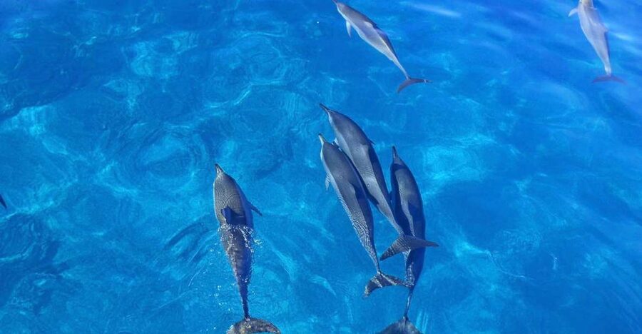 Dolphin Watch Snorkel and BBQ in Kona, Big Island - What the BBQ lunch really includes