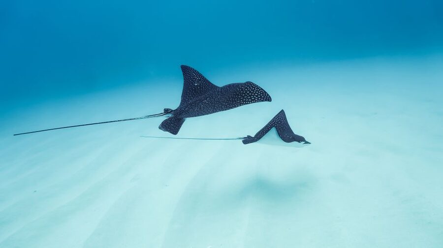 Dolphin Watch Snorkel and BBQ in Kona, Big Island - Who will enjoy this Kona outing most?