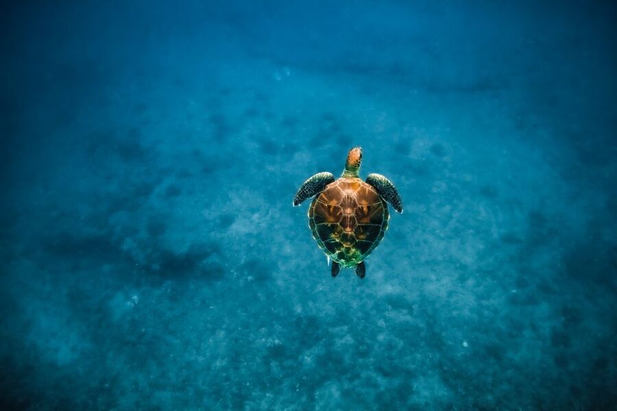 Dolphin Watch Snorkel and BBQ in Kona, Big Island - Should you book Dolphin Watch Snorkel and BBQ in Kona?
