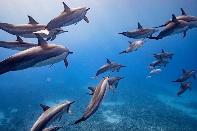 Eco-Raft Tour: Maui-Lanai Snorkel / Dolphin Watch (Semi-Private) - Key things to know before booking
