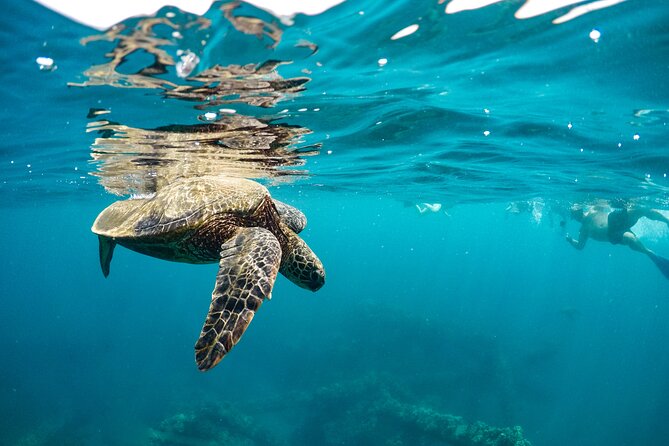 Eco-Raft Tour: Maui-Lanai Snorkel / Dolphin Watch (Semi-Private) - The seasonal Maui and Lanai plan