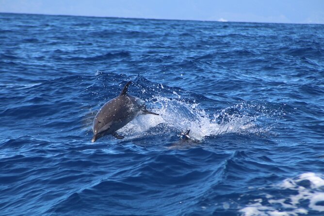 Eco-Raft Tour: Maui-Lanai Snorkel / Dolphin Watch (Semi-Private) - Who will enjoy this Maui eco-raft tour?