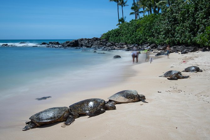 First Day Must: Oahu Sunrise & Circle Island Adventure - A guide-led photo tour, not just an island transfer