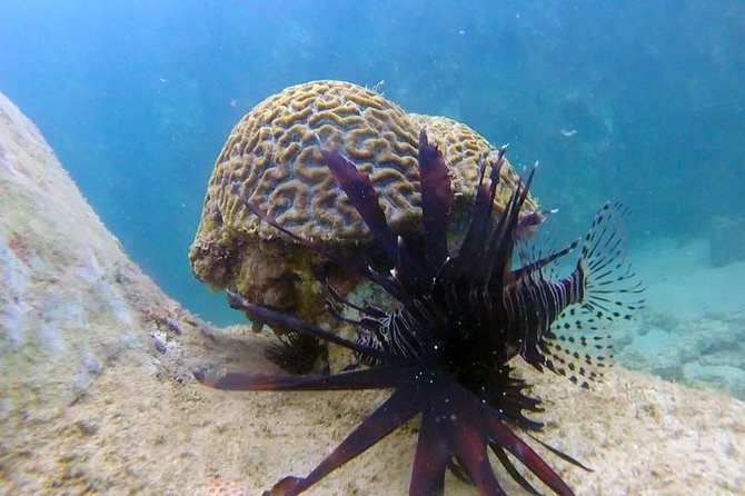 First-Time Scuba Diving in Honolulu + Free Videos - The included underwater video adds real value