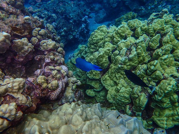 Four Winds Molokini Snorkeling Tour from Maalaea Harbor - Two hours inside Molokini Crater