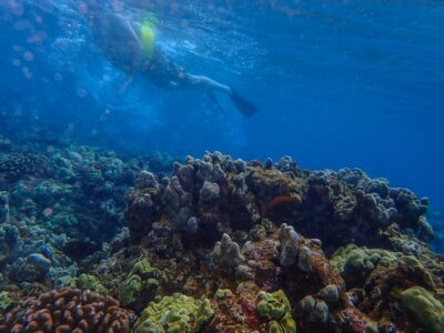 Four Winds Molokini Snorkeling Tour from Maalaea Harbor