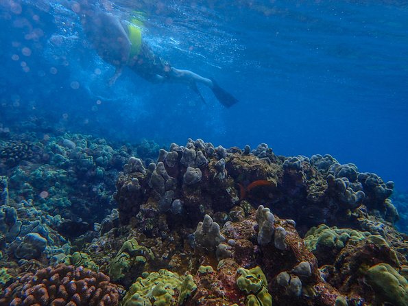 Four Winds Molokini Snorkeling Tour from Maalaea Harbor - Leaving Maalaea Harbor at 7 a.m.