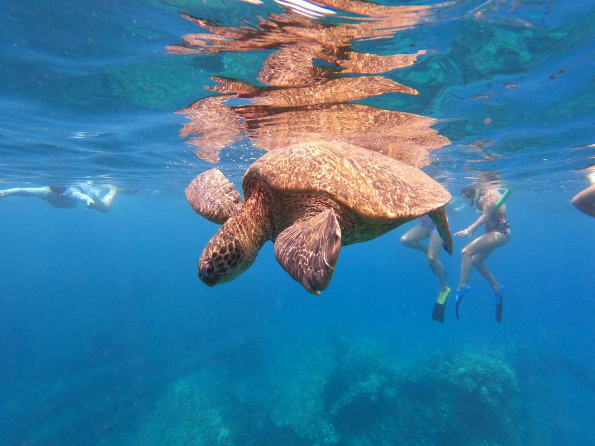 From Ka'anapali: West Maui Half-Day Snorkel Tour w/ Food - Key points to know before booking