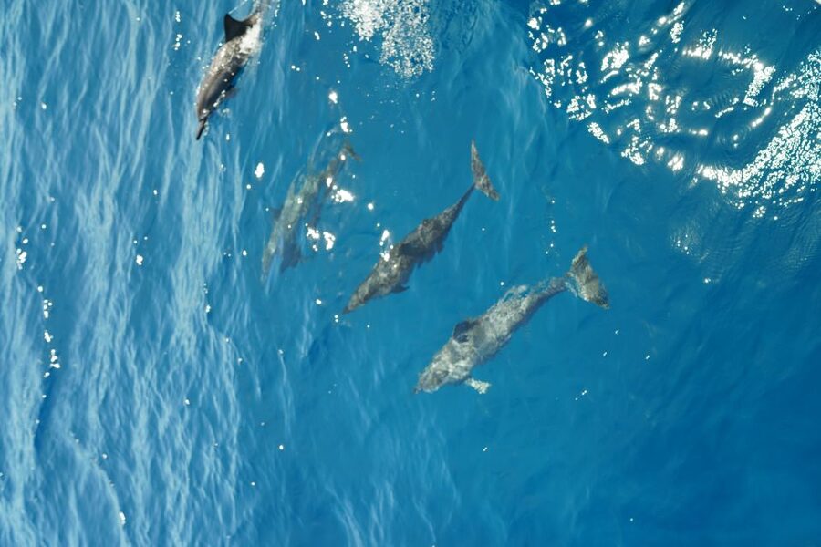 From Ka'anapali: West Maui Half-Day Snorkel Tour w/ Food - Lunch, drinks, and the ride back