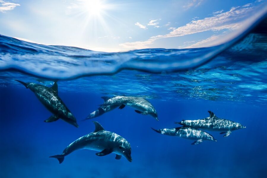From Ma'alaea: Turtle Town Snorkel aboard Quicksilver - Practical tips for a smoother morning