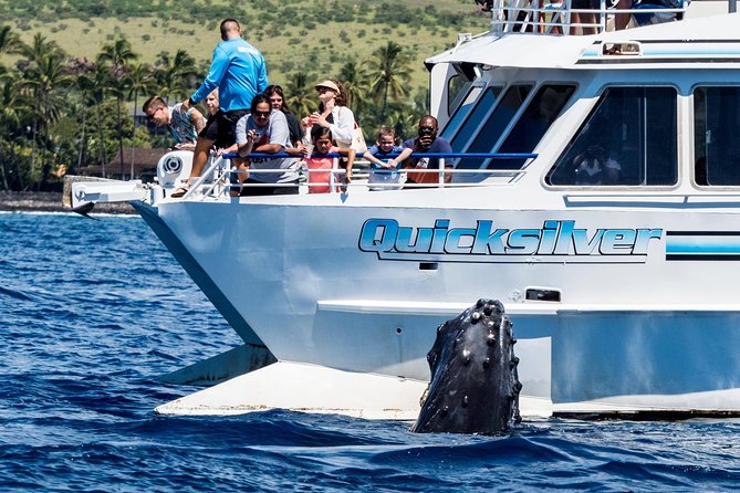 From Maalaea: Whale Watching Tour Aboard the Quicksilver - Two hours among Maui’s humpback whales