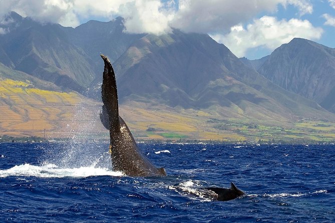 From Maalaea: Whale Watching Tour Aboard the Quicksilver - Hydrophones, commentary, and the crew