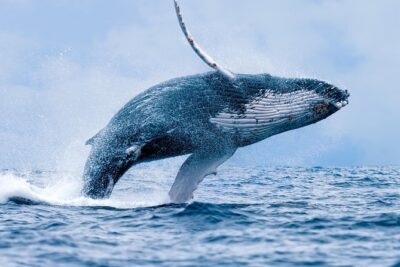 Whale Watching Tour Aboard the Quicksilver