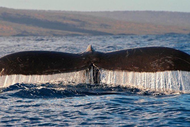 From Maalaea: Whale Watching Tour Aboard the Quicksilver - Drinks, shade, and onboard comforts