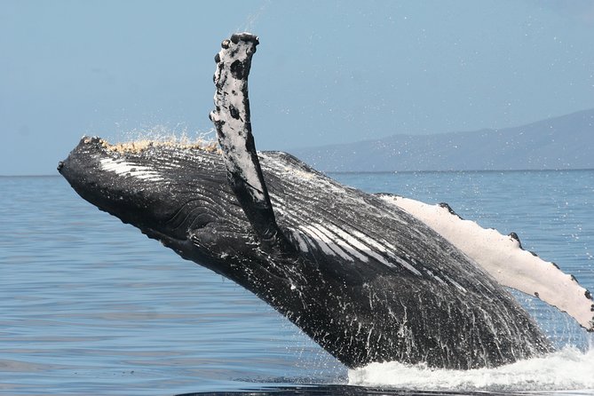 From Maalaea: Whale Watching Tour Aboard the Quicksilver - Best seating and timing tips