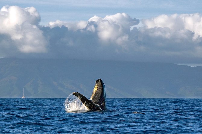 From Maalaea: Whale Watching Tour Aboard the Quicksilver - Who will enjoy this whale watch most?