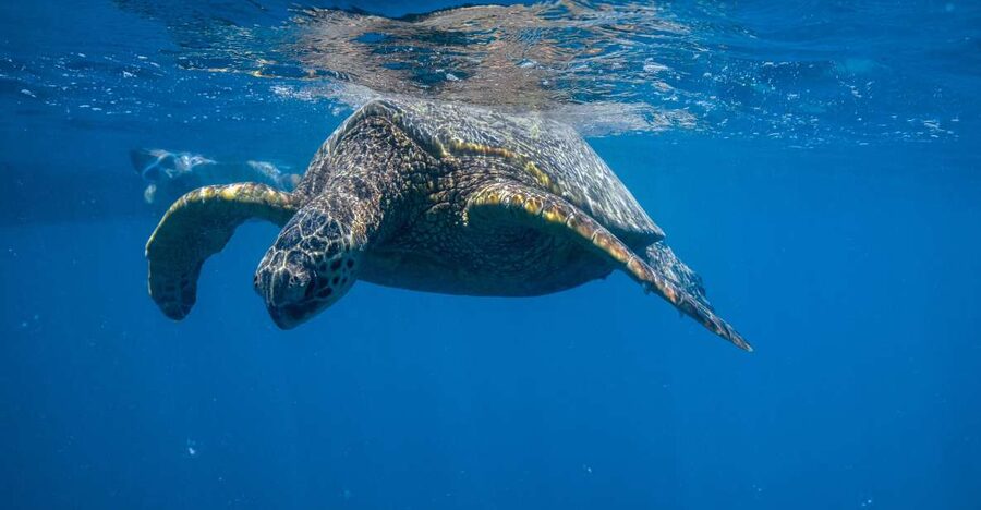 From Waikiki: Turtle Canyon Snorkeling Tour - Turtle Canyon, close to Waikiki but properly out at sea
